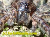 /home//u458753944/public_html/sourcegallery////Insects and small critters/spiders and kin (Arachnida)/P8031007.JPG